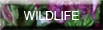 WILDLIFE