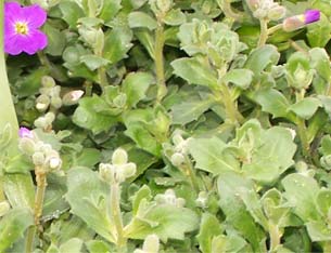 aubrietia1