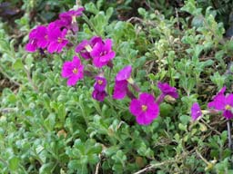 aubrietia3