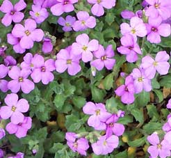 aubrietia2