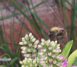 bee1