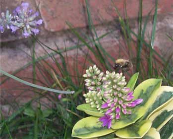bee1a