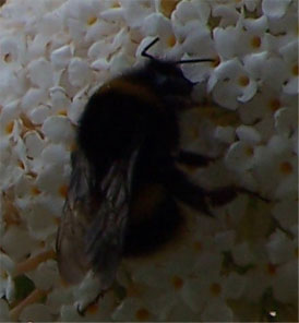 bee3
