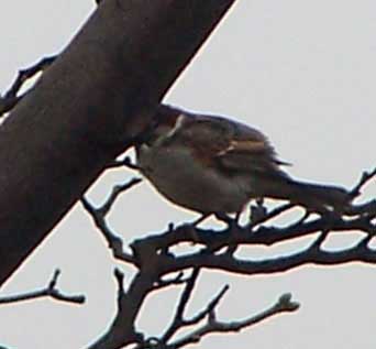 house_sparrow1