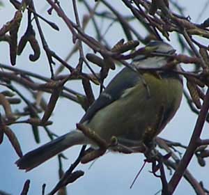 blue_tit1
