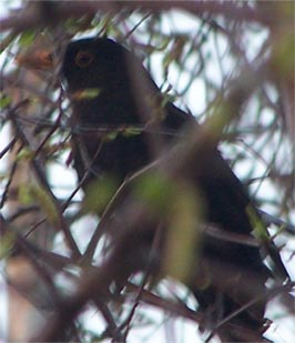 male_blackbird2