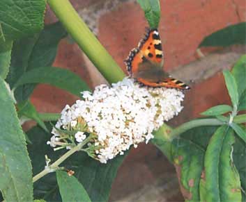 butterfly1