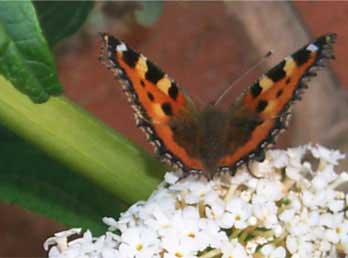 butterfly2