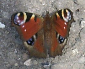 butterfly3