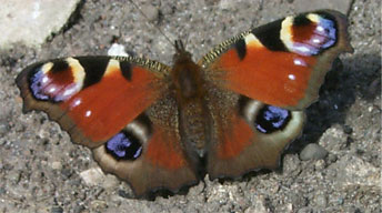 butterfly4