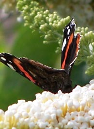 butterfly7