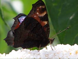 butterfly6