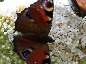 butterfly5