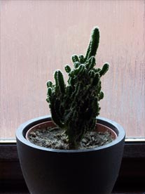 cactus1