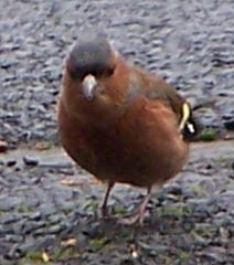 chaffinch1