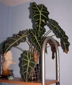 elephant_ear1