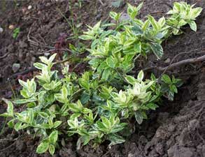 euonymus1