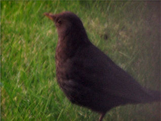 female_blackbird1
