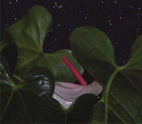 flamingo_plant_white1