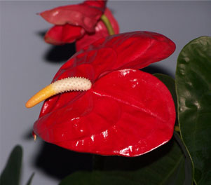 flamingo_plant_sophia1