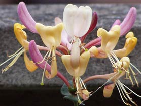honeysuckle1