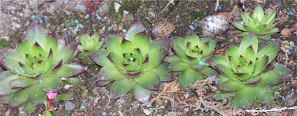 houseleeks2