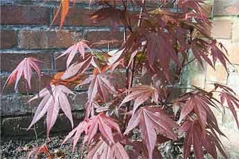 japanese_maple1