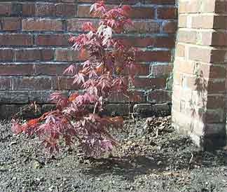 japanese_maple2