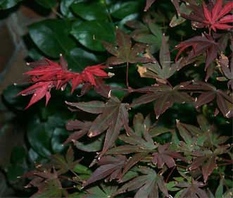 japanese_maple3