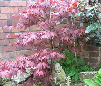 japanese_maple4