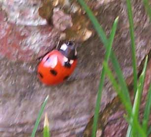 ladybird2