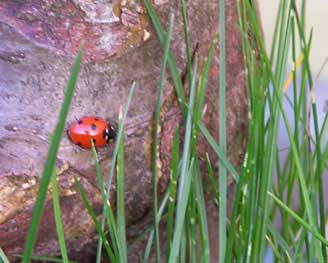 ladybird1