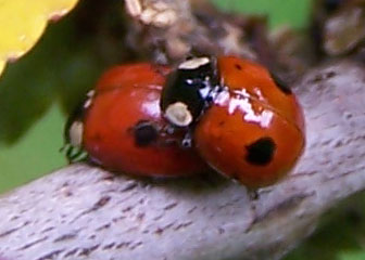 ladybirds1