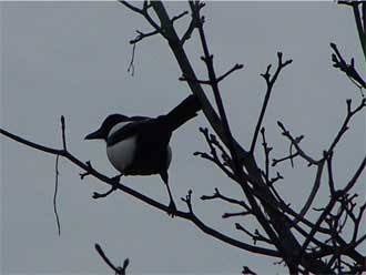 magpie1
