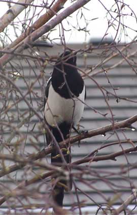 magpie2
