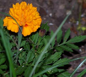 marigold1