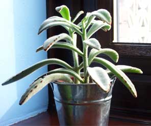 panda_plant1