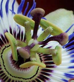 passion_flower4zoom
