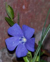periwinkle3