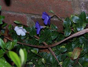 periwinkle1