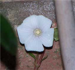 periwinkle4
