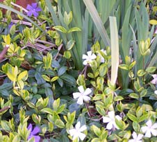 periwinkle2