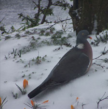 woodpigeon1