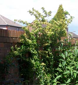 pyracantha_saphyr_orange1