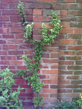 pyracantha_saphyr_red1