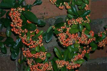 pyracantha_saphyr_red2