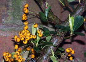 pyracantha_saphyr_yellow1