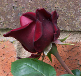rose_guinee2