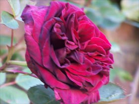 rose_guinee5