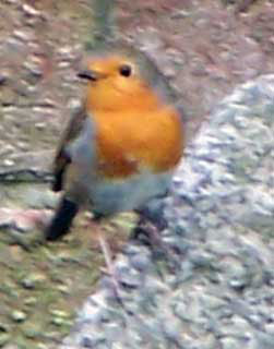 robin3